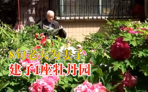妻子爱花8旬老人建了1座牡丹园：驱车300公里买花，每天浇水施肥