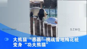 大熊猫“思嘉”挑战雪地梅花桩 变身“功夫熊猫”