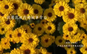 【《脱贫大决战》广电总局脱贫攻坚重点纪录片】一段菊花的旅行
