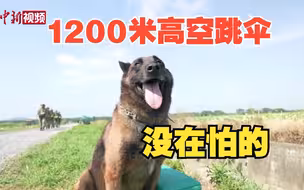 军犬“小罗”完成1200米高空跳伞