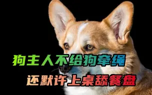 不给狗牵绳，还默许上桌舔餐盘，狗主人的迷幻操作越来越多了