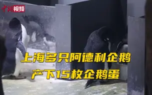 上海多只阿德利企鹅产下15枚企鹅蛋！