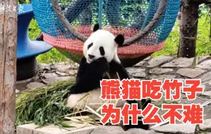 熊猫吃竹子为什么不难？无他，惟手熟尔