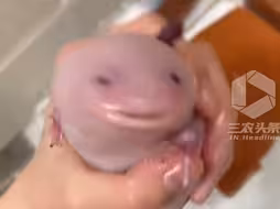 把蝾螈养得白白胖胖六角恐龙鱼  蝾螈  猛兽  史前巨兽 好可爱 拿远点网友：怎么养这么肥的？