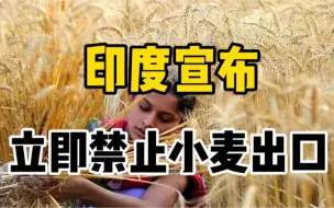 全球第二大小麦生产国印度宣布立即禁止小麦出口