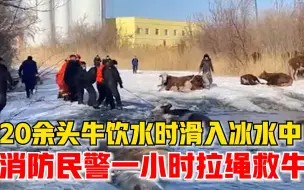 20余头牛饮水时滑入冰水中，消防人员一小时拉绳救牛