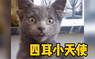 土耳其一只四耳猫咪走红网络