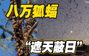 场面骇人！澳大利亚天空惊现八万狐蝠 遮天蔽日