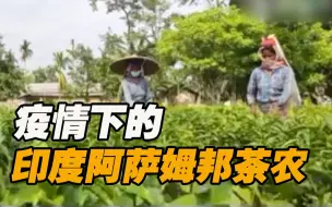 印度阿萨姆邦受疫情冲击 茶农：不敢出门 采茶胆战心惊