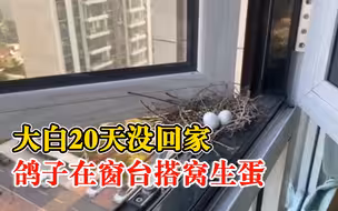 大白20天没回家鸽子在窗台搭窝：忘了关窗，鸽子还生了2个蛋