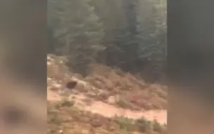 惊险！凶猛大熊从山上迅速奔下 盯着山地自行车手一路狂追进森林