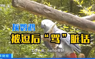 动物园灰鹦鹉被逗后“骂”脏话