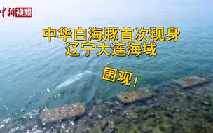 罕见！中华白海豚首次现身辽宁大连海域