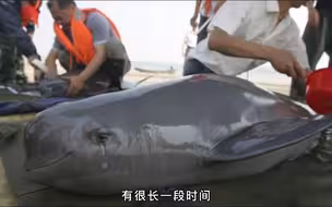 长江街溜子江豚，一个仰泳能吓死人！