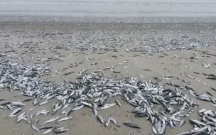 智利海滩惊现成千上万死鱼 水中检测出叶绿素