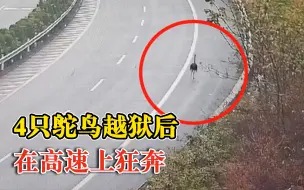 4只鸵鸟越狱后在高速上狂奔：货车棚栏未关严实，鸵鸟挣脱束缚
