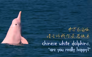 中华白海豚 请告诉我你是否快乐
