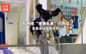 杭州现“宠物私教”引热议 是需求还是智商税？