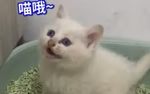 天津一只流浪小奶猫被收养，到新家后紧张得喵喵叫，字正腔圆的叫声萌翻了#天津普通话二级甲等的小猫咪火了