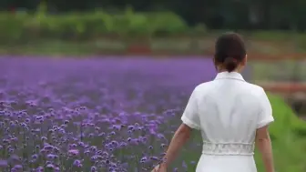 百亩花海花正艳！宁海这片马鞭草花海晋升最时髦网红打卡点