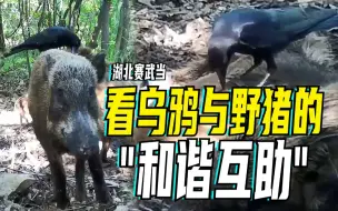 湖北赛武当：看乌鸦与野猪的“和谐互助”