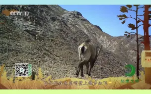 央视关注：甘肃安西极旱荒漠国家级自然保护区，“身怀绝技”的北山羊成为了红外相机中的“主角”