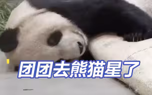 团团去熊猫星了...赠台大熊猫团团不幸离世
