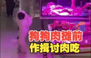 萌狗肉摊前连续作揖讨肉吃 自学成才凭本事“吃饭”