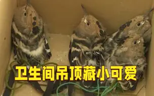 卫生间吊顶半夜发出怪声 打开发现四只小可爱