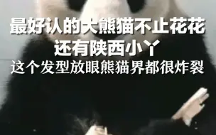 最好认的大熊猫不止花花还有陕西小丫，这个发型放眼熊猫界都很炸裂