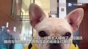 主人隔空喊话独居狗子 好想你！狗子的反应亮了