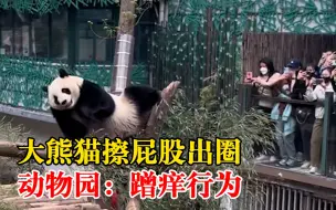 动物园回应大熊猫擦屁股出圈：蹭痒行为，有问题会及时监控
