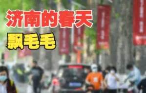 济南毛白杨飘絮将持续20天 每日10时至16时为高发期