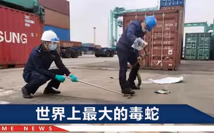 张家港海关截获4米眼镜王蛇，工作人员全副武装，它张大嘴回咬