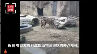 成都动物园回应狼吃肉倒地：游客太多出现应激反应