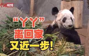 大熊猫“丫丫”离回家又近一步？网友：加急送回！