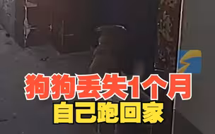 狗子丢失一个月后自己跑回家 焦急撞门等待主人开门