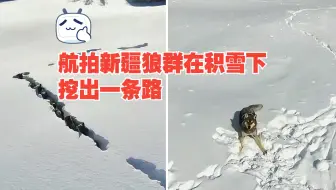 航拍新疆狼群在积雪下挖出一条路