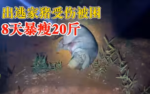 猪坚强！出逃家猪受伤被困8天暴瘦20斤