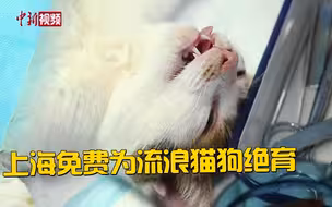 上海免费为流浪猫狗绝育