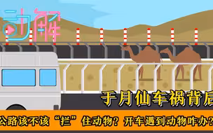 于月仙车祸背后：公路该不该“拦”住动物？开车遇到动物咋办？
