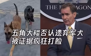 被曝遗弃军犬阿富汗流浪 五角大楼忙掩饰：吃我们狗粮的早带走了