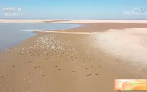52种超12万只候鸟飞抵鄱阳湖