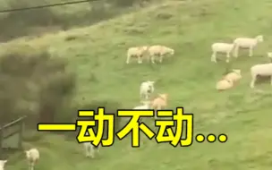 英国男子拍到诡异一幕 羊群站在山坡一动不动如被冻结