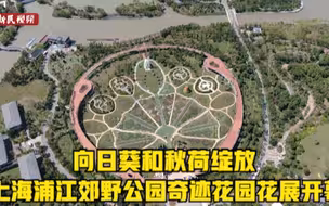 向日葵和秋荷绽放 上海浦江郊野公园奇迹花园花展开幕