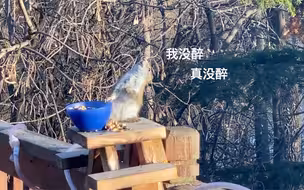 酒醉的松鼠！“意外食客”误食发酵梨子后酩酊大醉