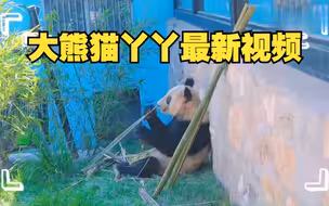 大熊猫丫丫最新视频