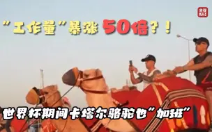 “工作量”暴涨50倍？！#世界杯期间卡塔尔骆驼也“加班”