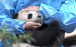 你看这只熊猫脏兮兮的，不如我们把它......
