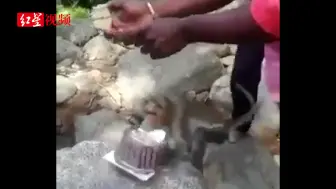 印度一家人庆祝生日时被猴子抢走整个蛋糕